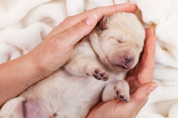 Research Summary: The Effect of Early Neurological Stimulation on Puppy Welfare