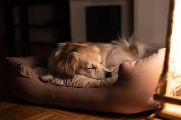 Influence of Changes in Luminous Emittance Before Bedtime on Sleep in Companion Dogs