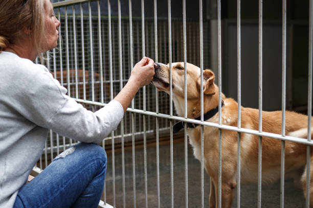 Characterizing Human-Dog Attachment Relationships In Foster And Shelter Environments As A Potential Mechanism For Achieving Mutual Wellbeing And Success