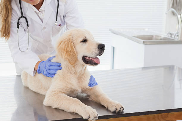 Puppy Body Handling Checklist – CRONEY RESEARCH GROUP