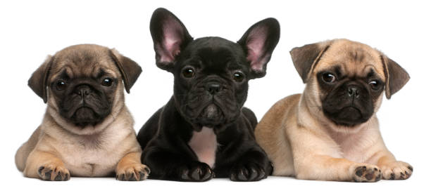 istockphoto-855890816-pugs and frenchie 612x612