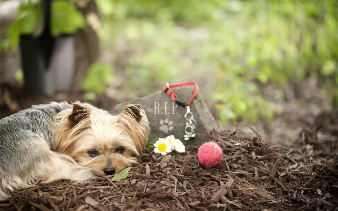 Domestic Dogs (Canis familiaris) Grieve Over the Loss of a Conspecifc