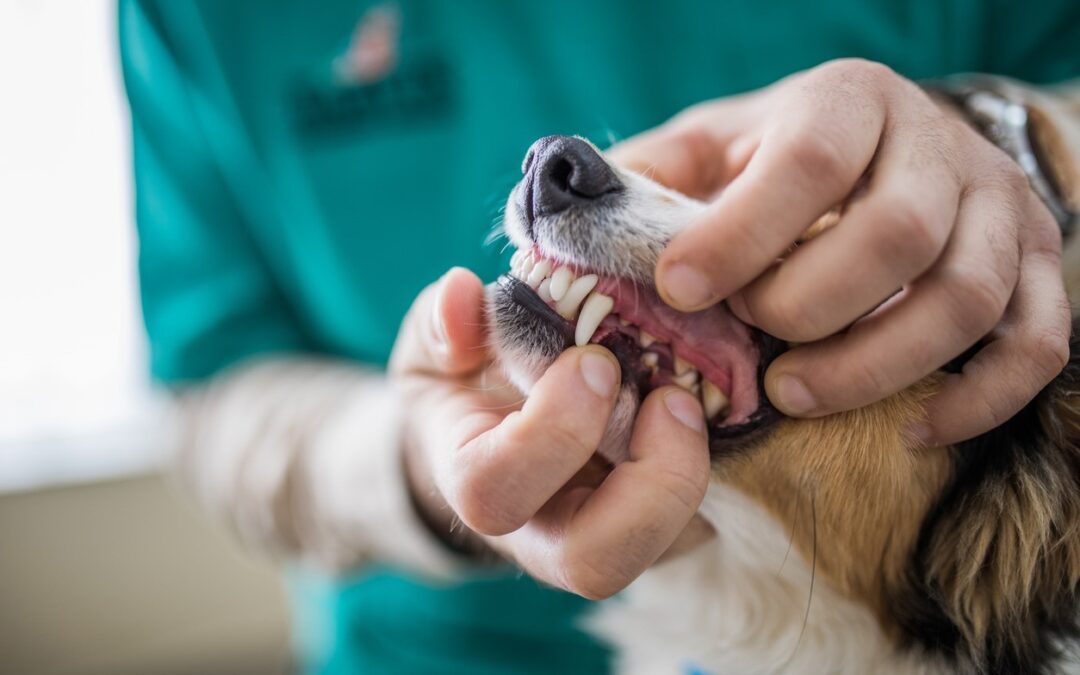 Preventing Periodontal Disease in Dogs – CRONEY RESEARCH GROUP