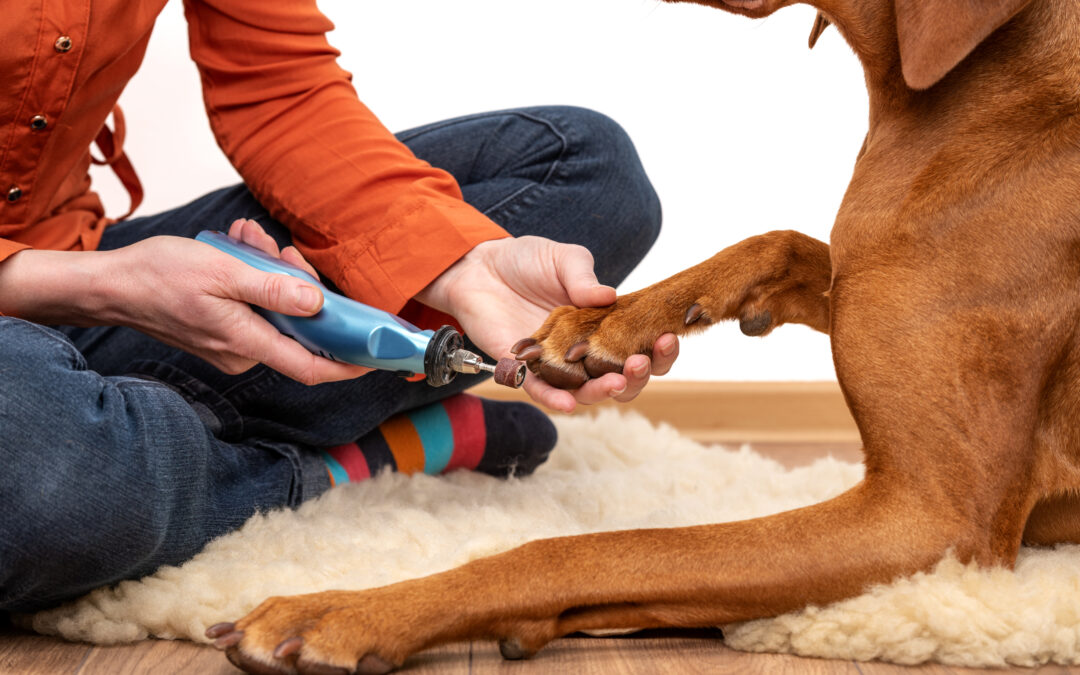 Grinders vs. Clippers: What’s Best for your Dog’s Nails?