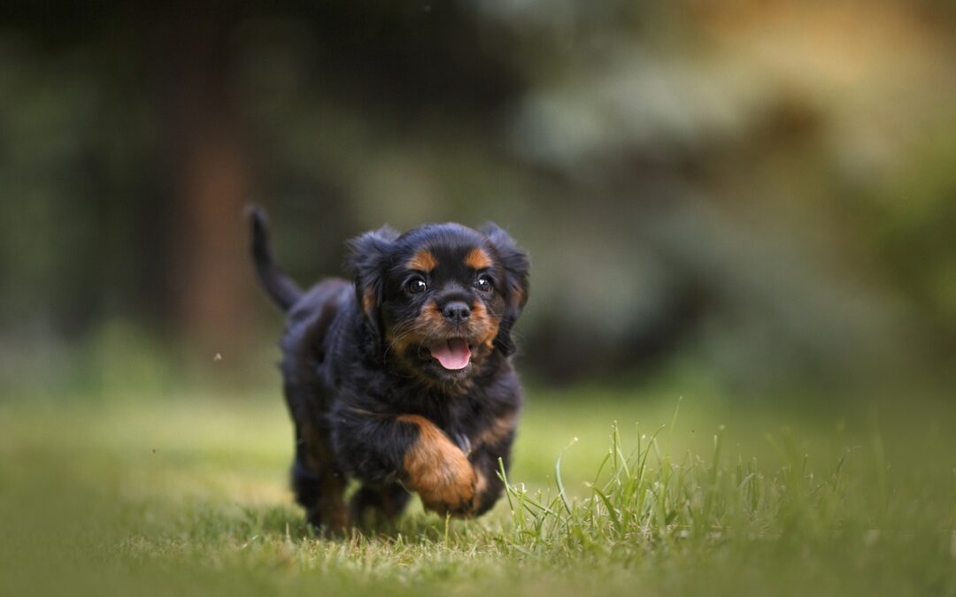 The Importance of Exercise for Your Puppy