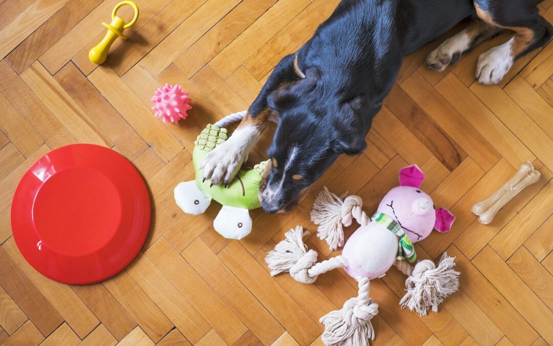 Enrichment for Shelter Dogs