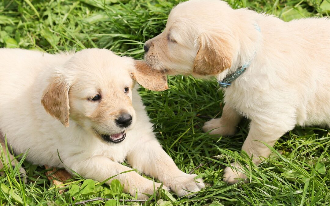Puppy Socialization: Does It Mean What You Think It Means?