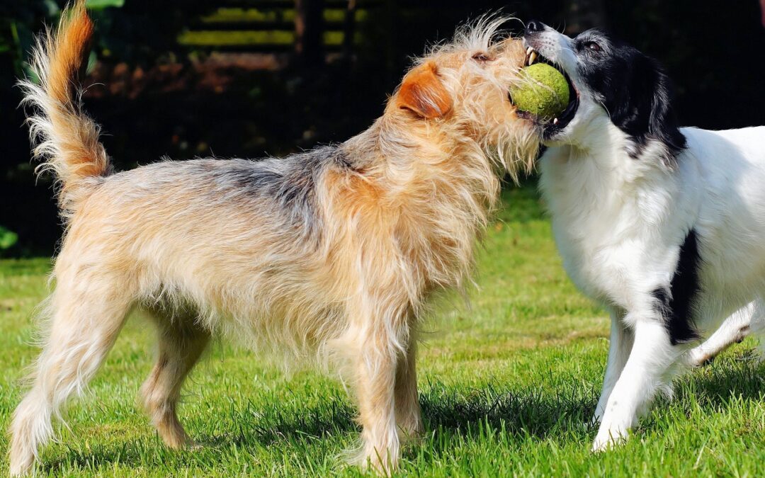 Canine Communication – Interpreting Dog Language