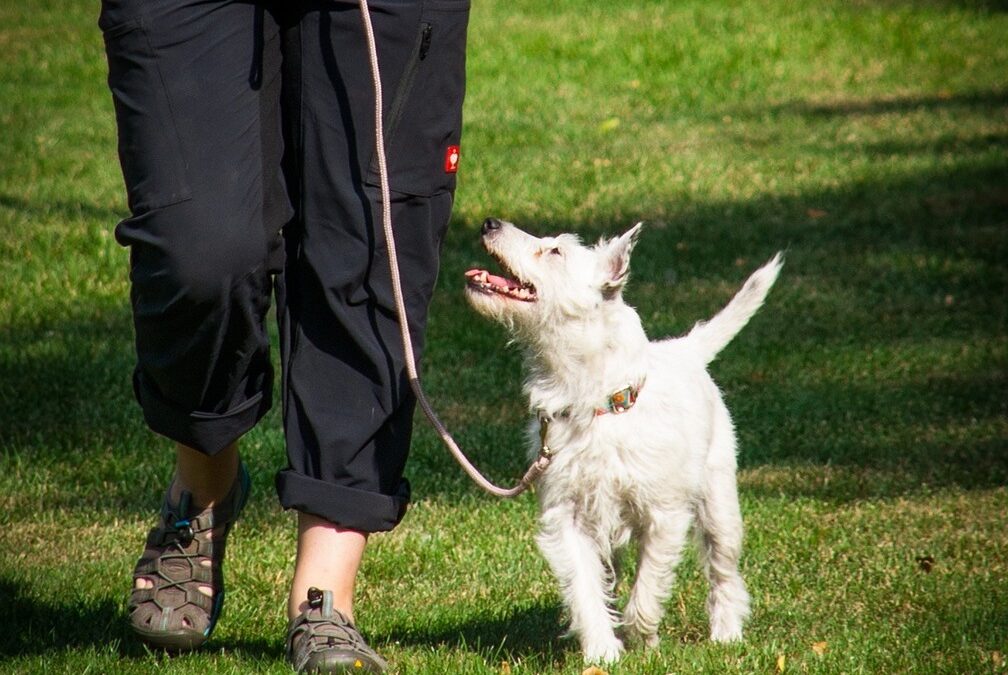 What is Positive Reinforcement Dog Training?