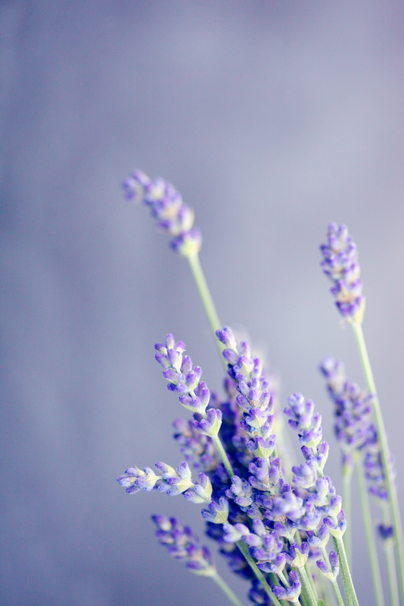 Lavender plant<br />
Photo by Alexander Grey on Unsplash