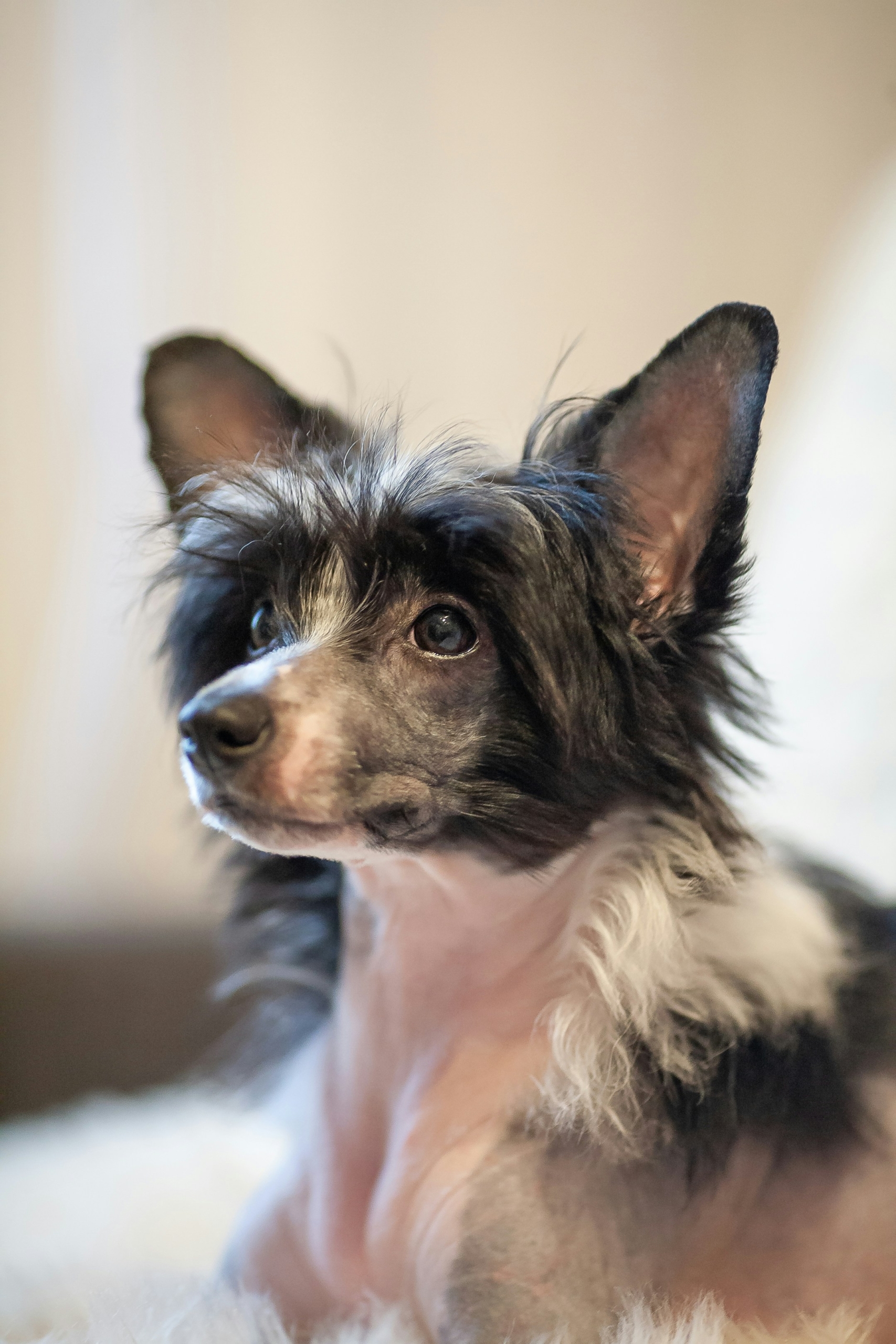 Chinese Crested - type dog<br />
Photo by Kanashi on Unsplash