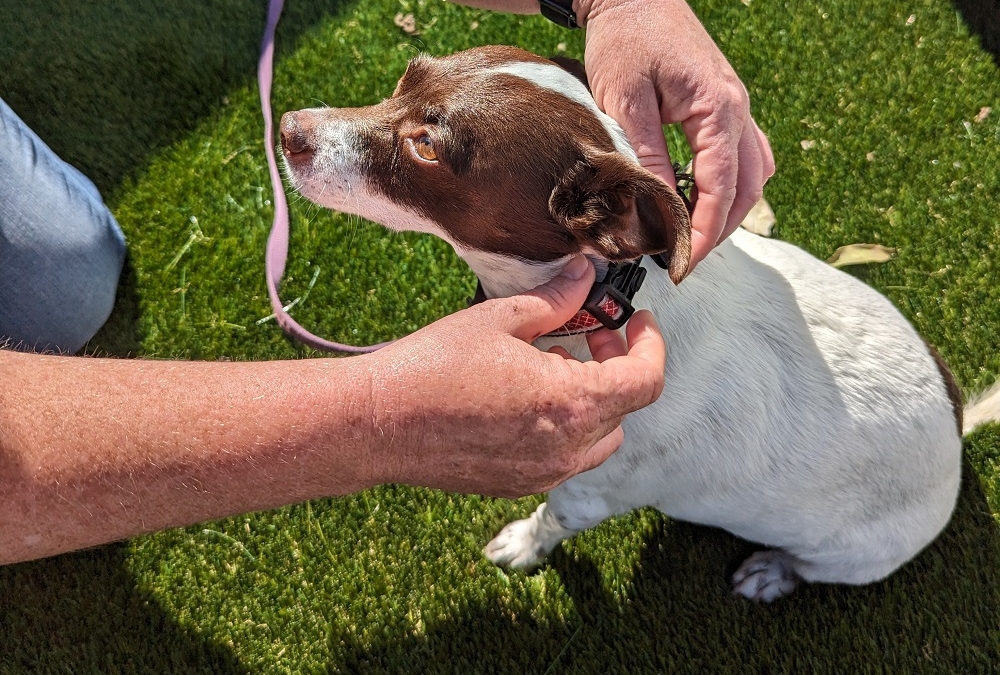 Training your kennel dogs to wear collars and a lead: Croney Research Group