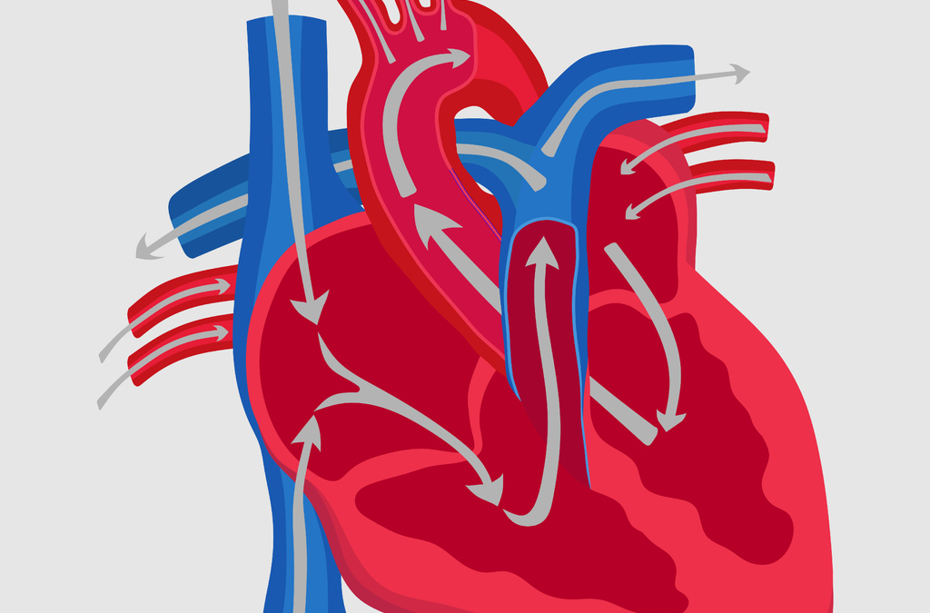 Common Canine Heart Conditions: Croney Research Group