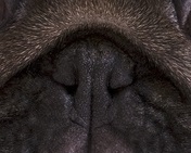 Pug puppy