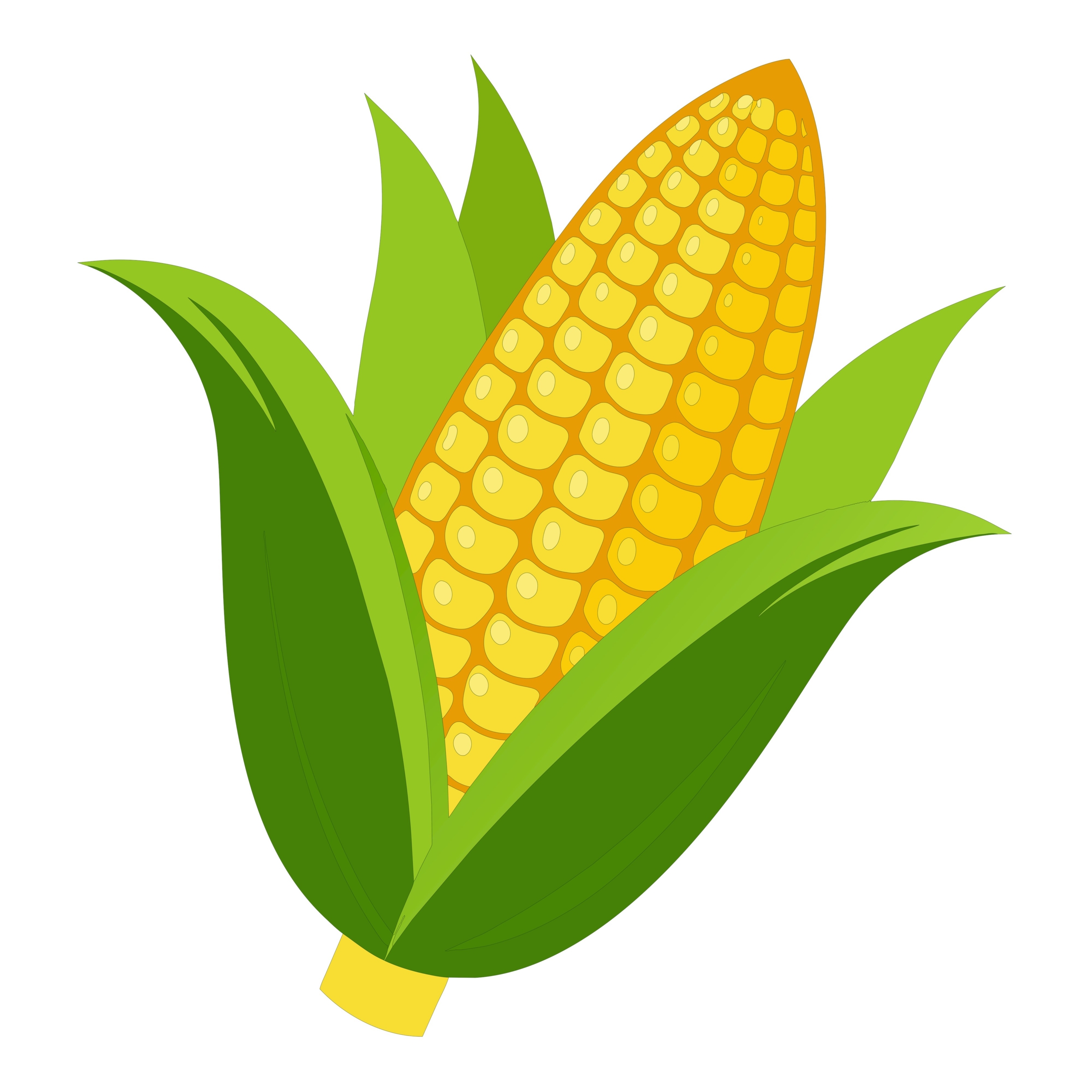 corn illustration
