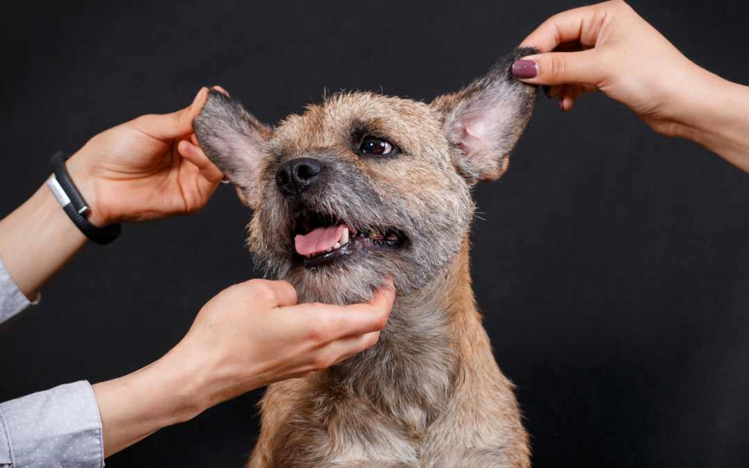 Ear Cleaning for Dogs