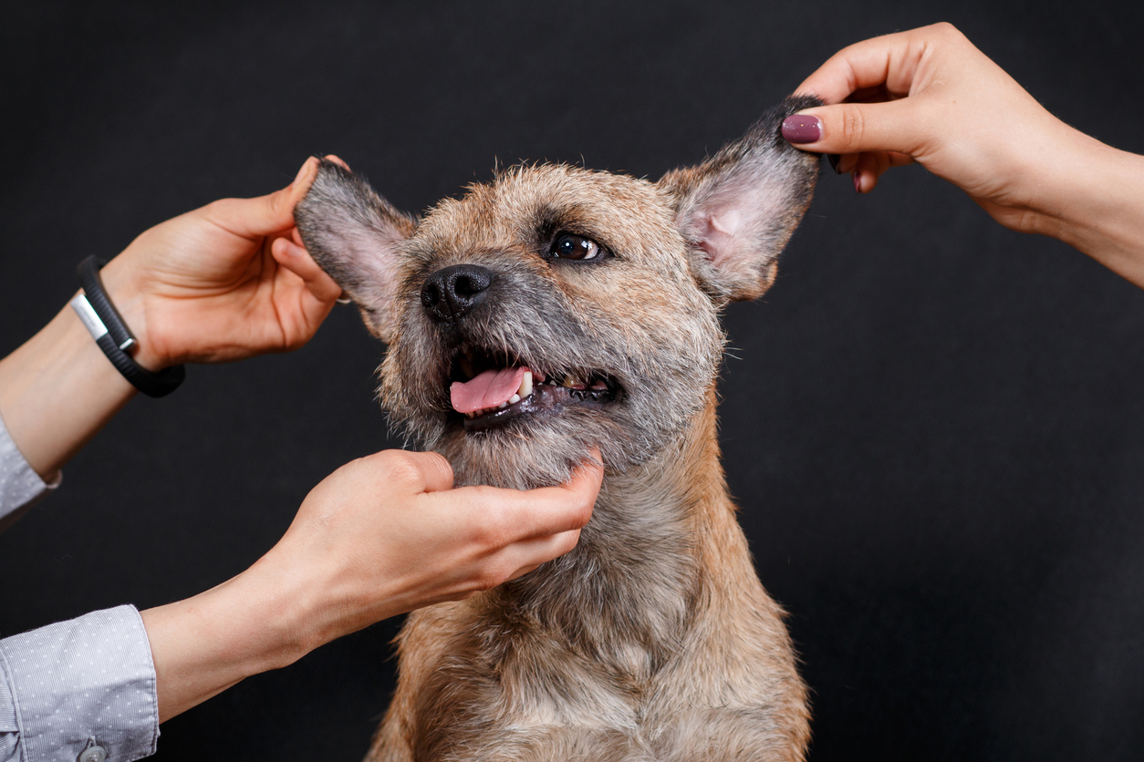 people inspecting a dog's ears
