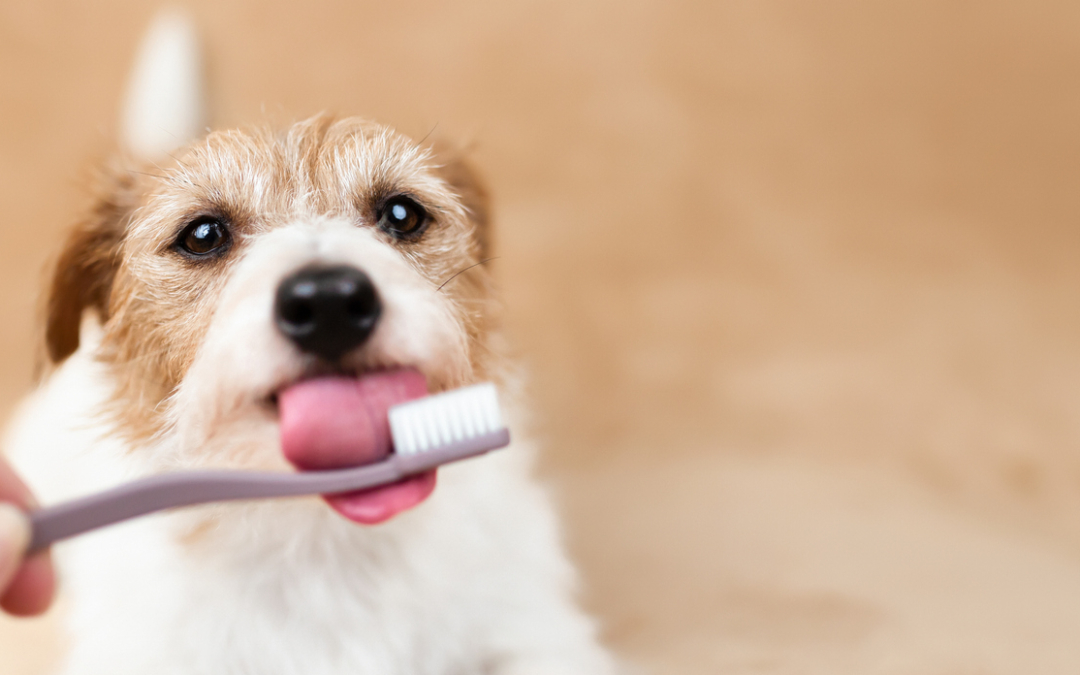 Dental care for dogs