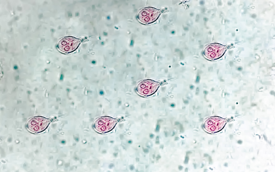 Managing Giardia in Dog Kennels