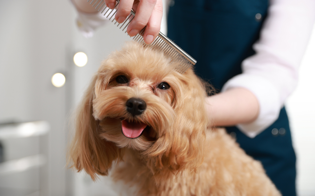 Brushing and Coat Care