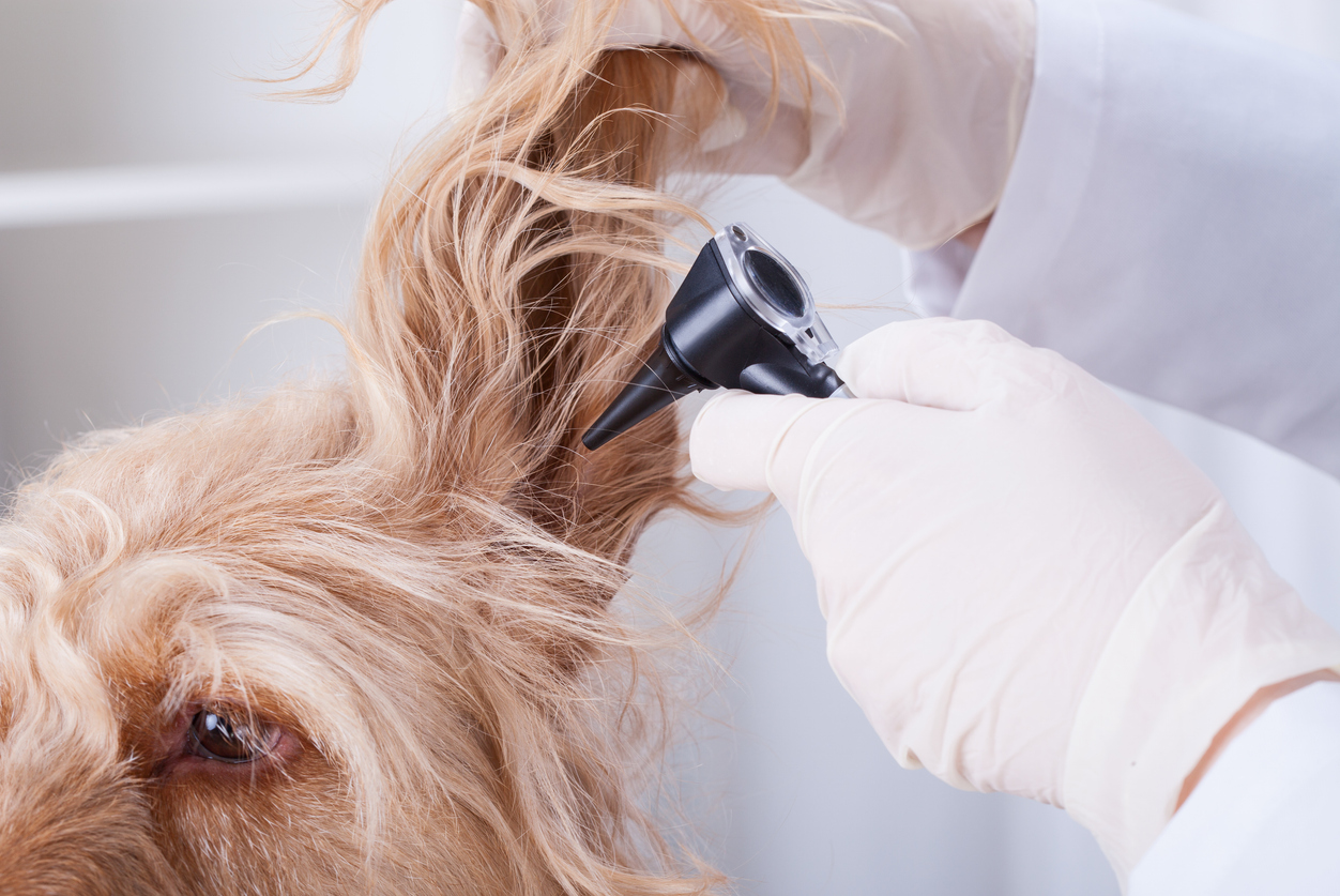veterinarian examining a dog's ear
