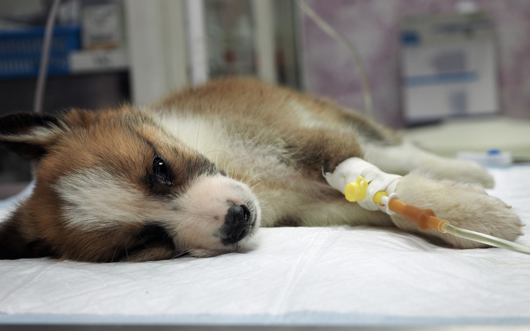 Understanding Canine Parvovirus